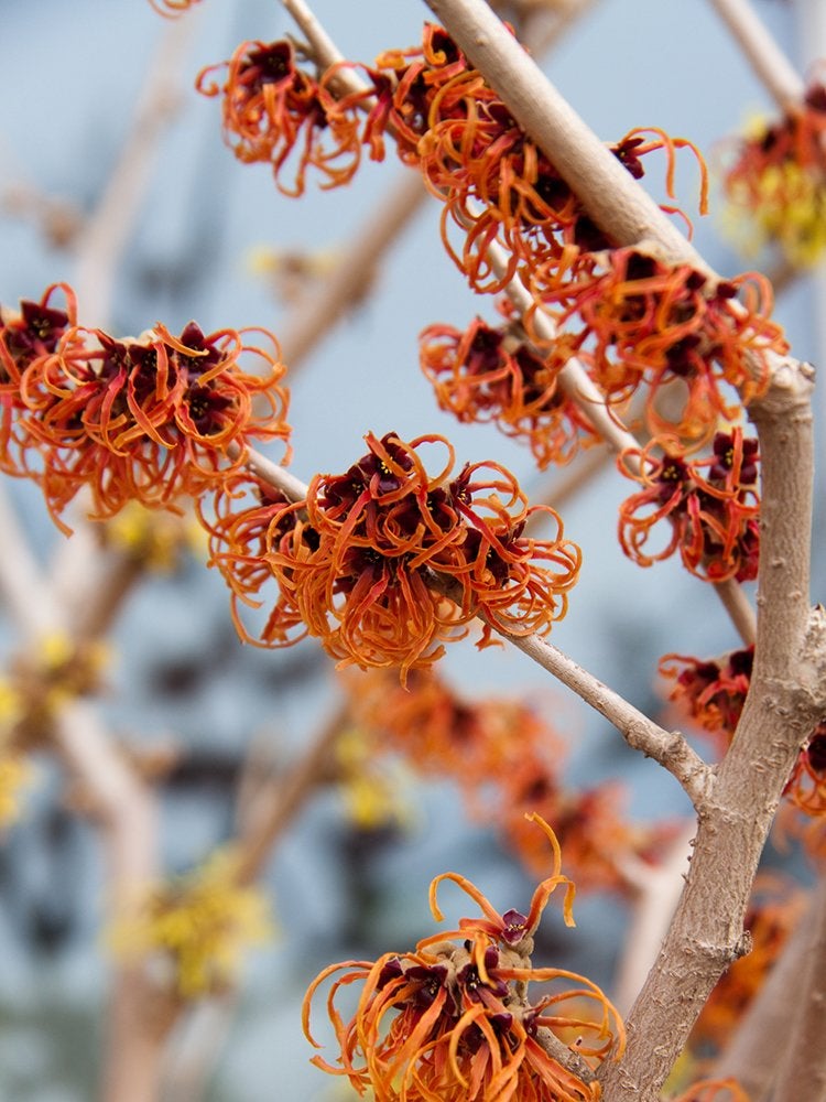 14 meilleures plantes pour sous les arbres