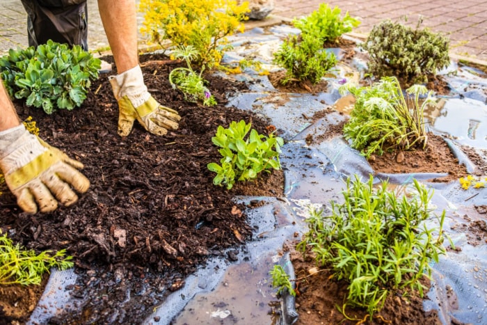 Des mains portant des gants de jardin étalent du paillis sur le dessus du tissu de jardin.