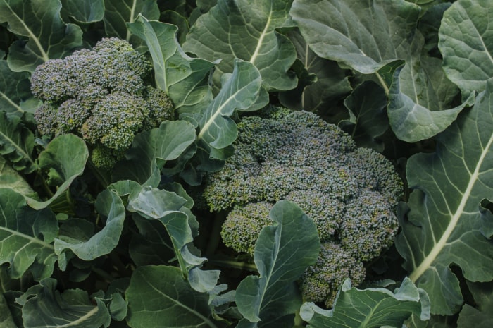 Gros plan d'une grappe de brocoli biologique poussant à l'extrémité de la tige de la plante.