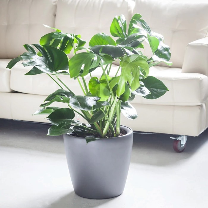 Plante Monstera deliciosa en pot gris