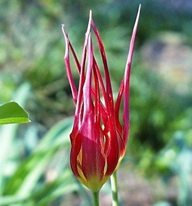 Tulipes botaniques : Joyaux du jardin