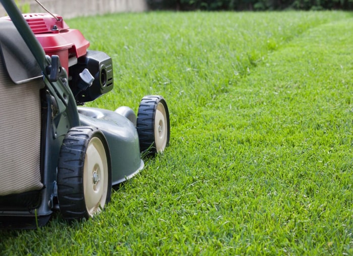 Les meilleures choses que vous pouvez faire pour votre jardin cet automne