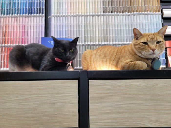 Un chat noir nommé Sheba et un chat orange tabby nommé Morris se reposent sur un rebord devant des échantillons de peinture dans une quincaillerie.