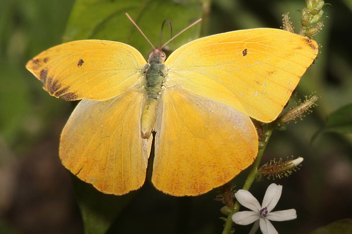 types de papillons