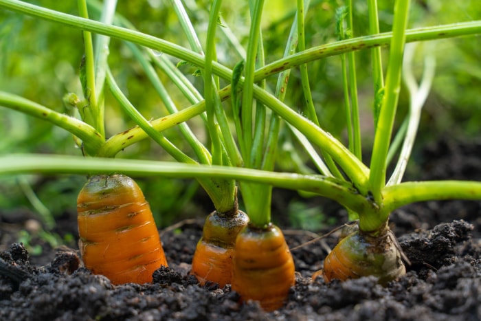 Carottes poussant dans un jardin familial en juin.