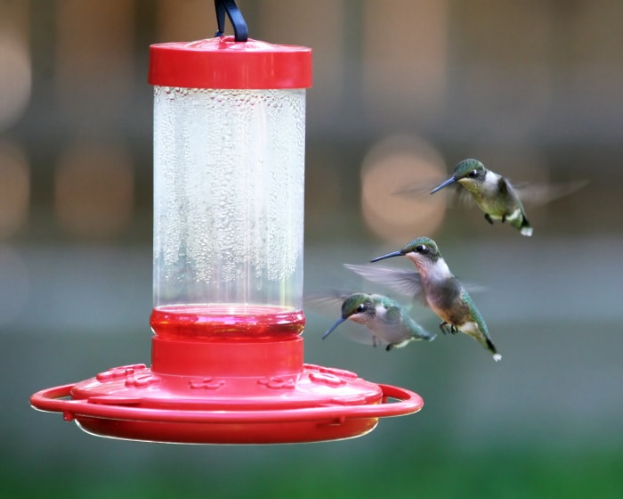 Attirez plus de colibris dans votre jardin en évitant ces 10 erreurs courantes