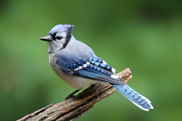 Oiseau geai bleu