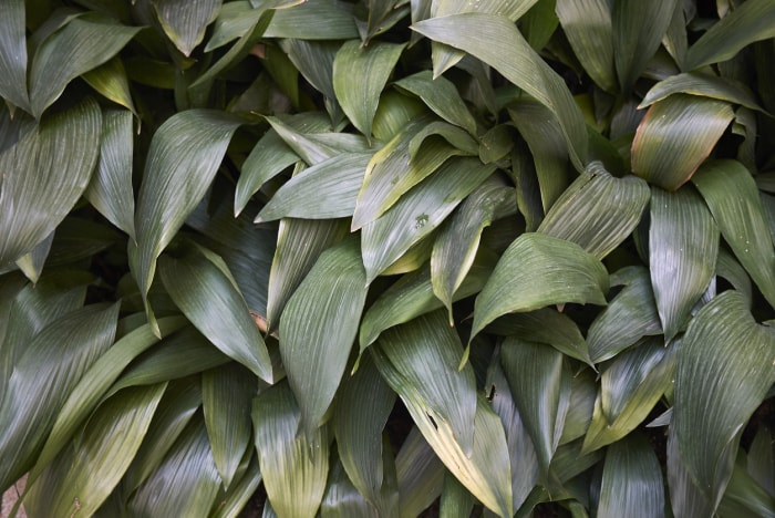 Aspidistra elatior dans un parterre de fleurs avec des feuilles brunissantes et jaunissantes