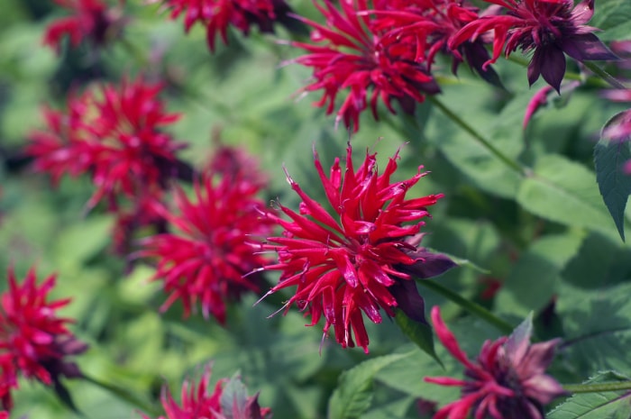 fleurs d'été