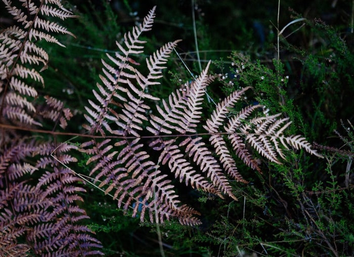 14 meilleures plantes pour sous les arbres