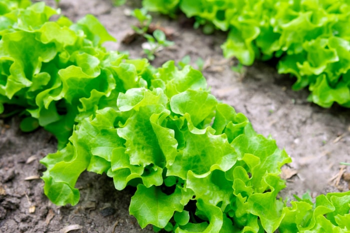 Laitue en feuilles dans le jardin