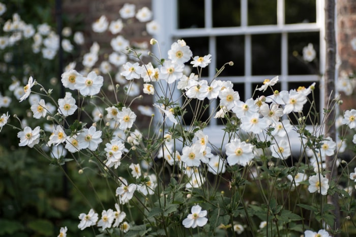 Fleurs d'anémone japonaise blanche poussant dans un jardin familial.