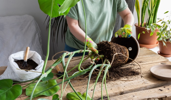 Femme replantant une fleur de Monstera faite maison dans un grand pot en argile, une table en bois avec des fleurs près de la fenêtre