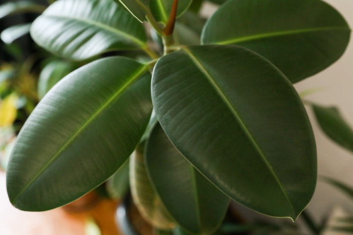 plantes d'intérieur à faible luminosité, plante en caoutchouc, feuilles vertes