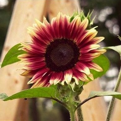 10 fleurs de tournesol à ne pas manquer