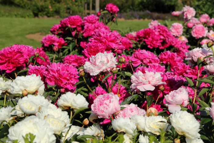 Rangée colorée de buissons de pivoines poussant dans la cour.