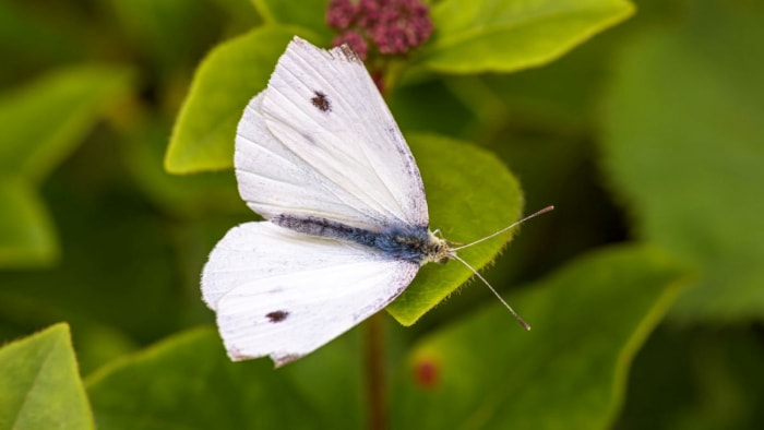 types de papillons