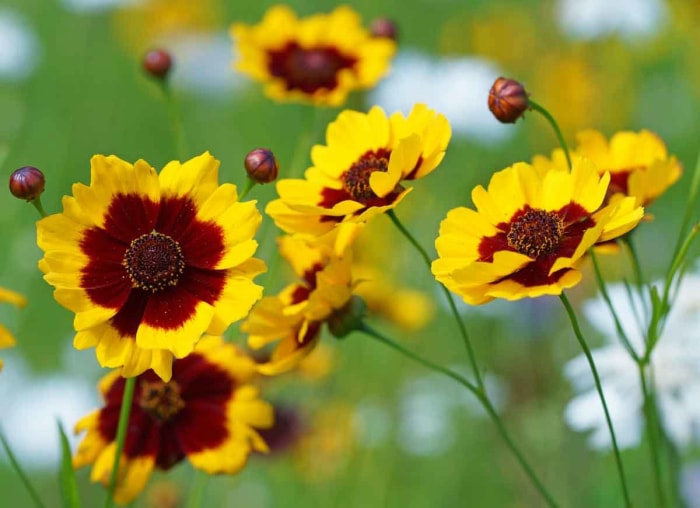 14 fleurs durables pour votre jardin