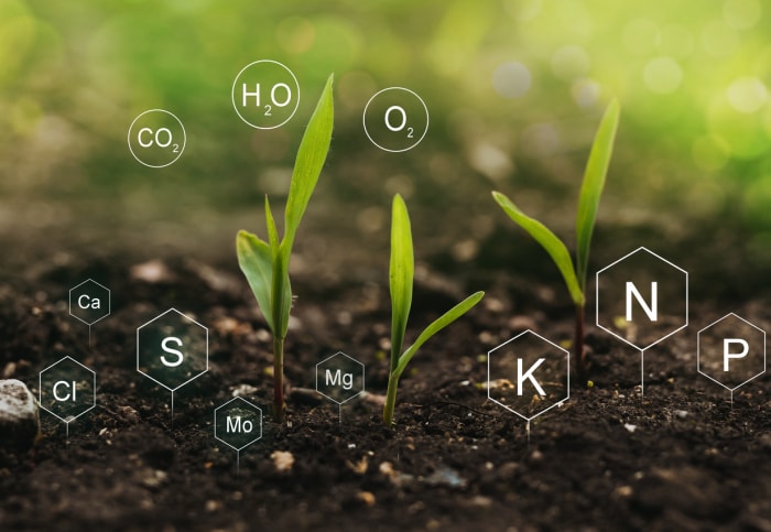 Qu'est-ce que la farine de sang ? Les pousses vertes poussent dans le sol. Éléments nutritifs