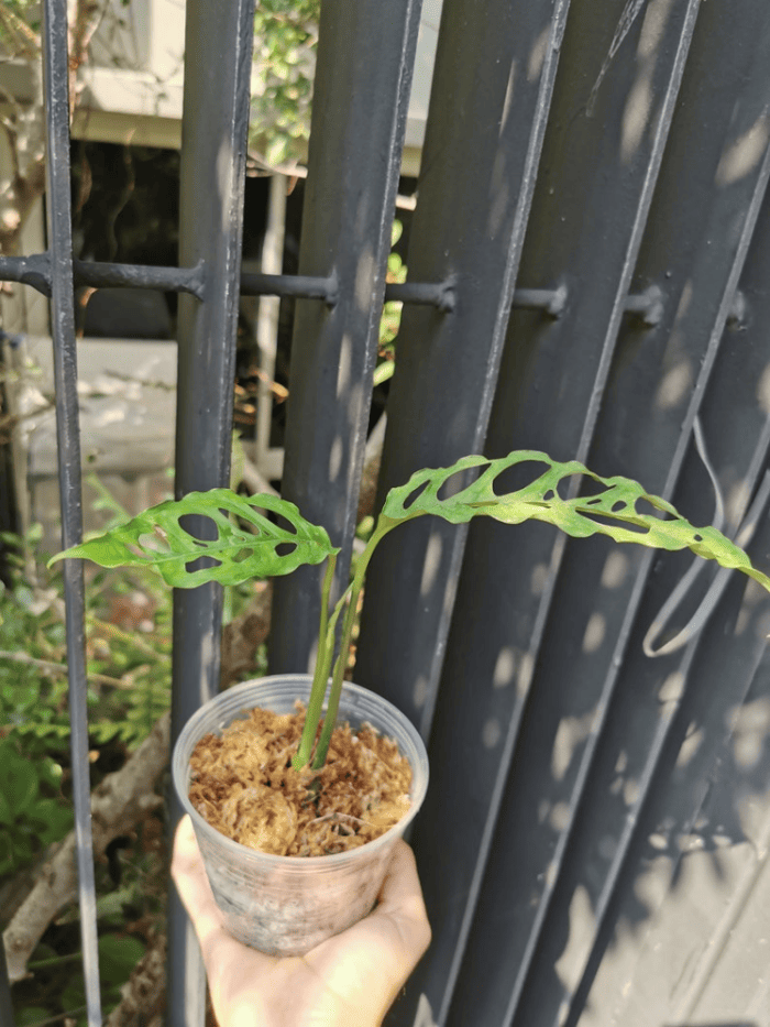 Les plantes d'intérieur les plus chères que les gens achètent réellement