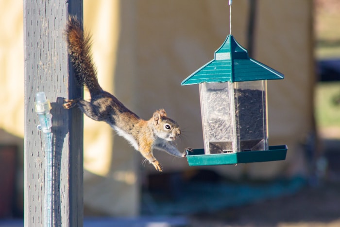 Écureuil mangeant dans une mangeoire à oiseaux