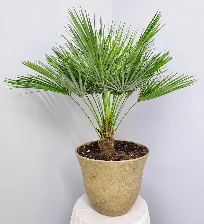 Plante d'intérieur en forme de palmier européen.