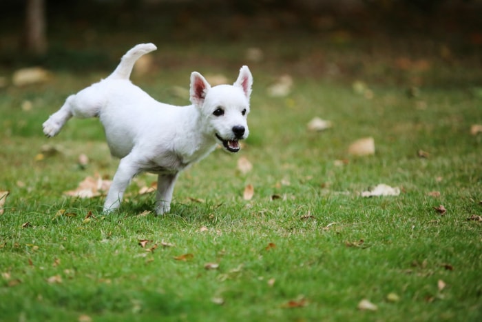 Petit chien terrier blanc urinant sur l'herbe verte dans l'arrière-cour.