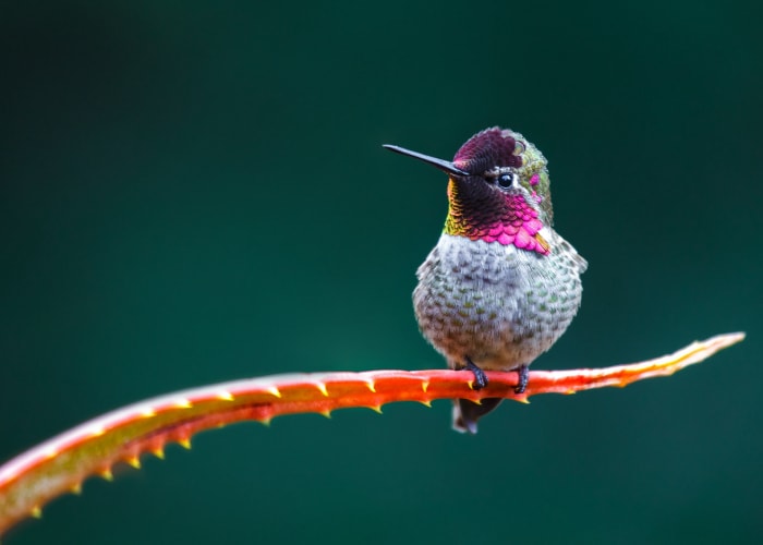 Faits sur les colibris