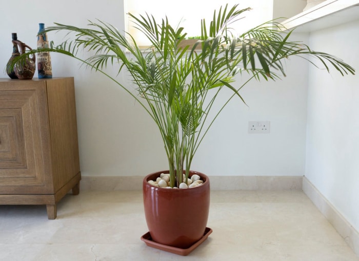 10 plantes d'intérieur nécessitant peu d'entretien pour garder l'air intérieur frais