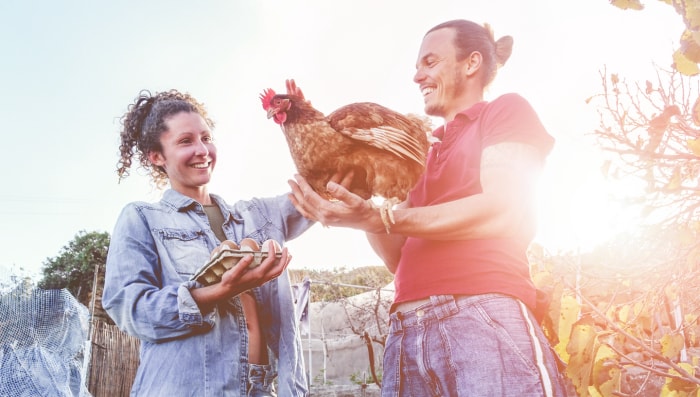 iStock-934337136 prix des œufs élevage de poulets homme et femme parlant de poulets homme tenant un poulet