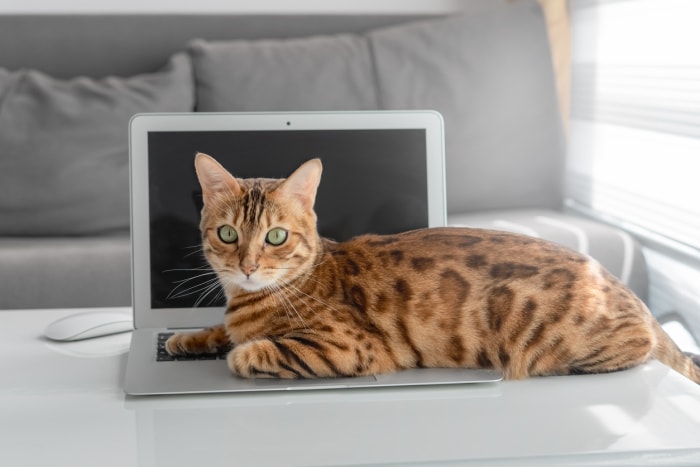 Un chat domestique du Bengale est allongé sur un clavier d'ordinateur portable dans le salon.