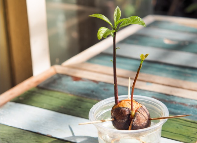 Un petit plant d'avocat poussant à partir d'un noyau d'avocat maintenu dans une tasse par des cure-dents.