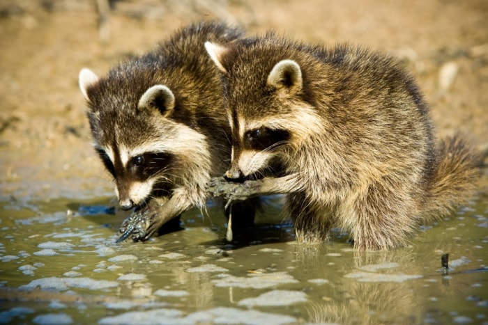 Deux ratons laveurs lavent leur nourriture dans de l'eau stagnante.