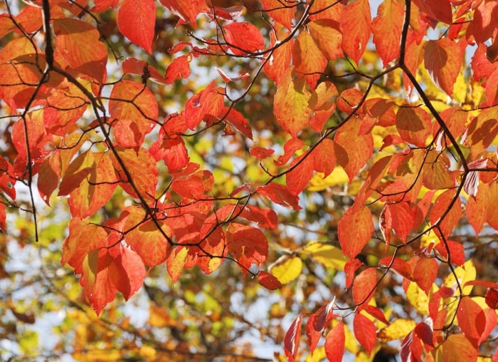 Les meilleurs arbres à planter pour le feuillage d'automne