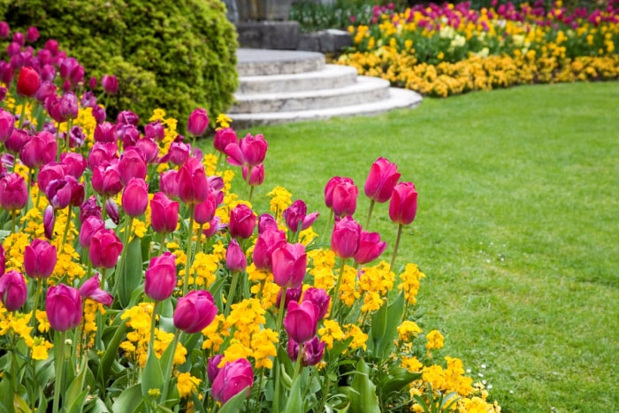 Un paysage de cour plein de tulipes lumineuses.