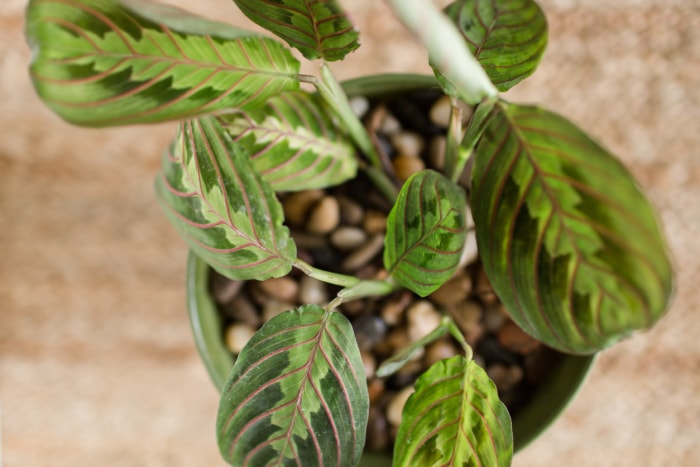 plantes qui n'ont pas besoin de trous de drainage plante mantara