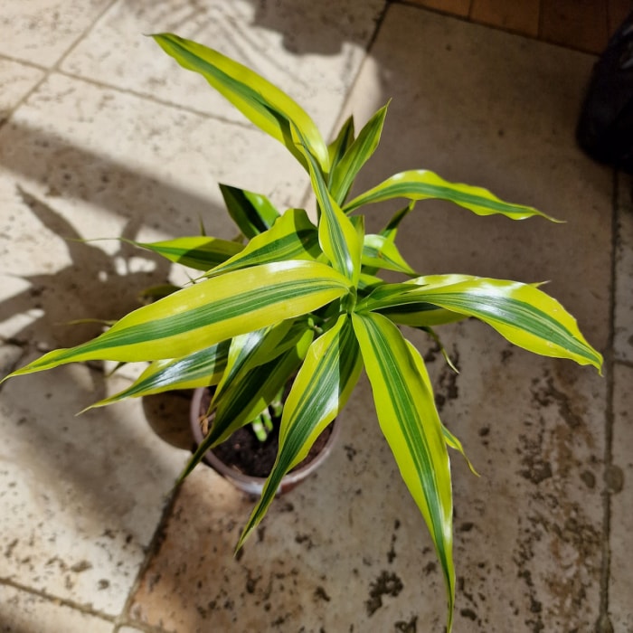 Plante de Dracaena avec des feuilles brillantes de couleur citron-lime