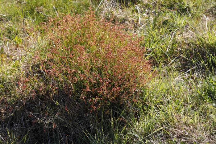 oseille rouge dans l'herbe sèche