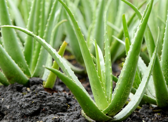 soins de la plante d'aloe vera