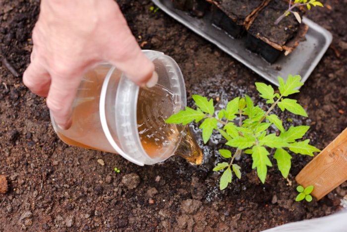 une main d'homme fertilise les plants de tomates dans la serre