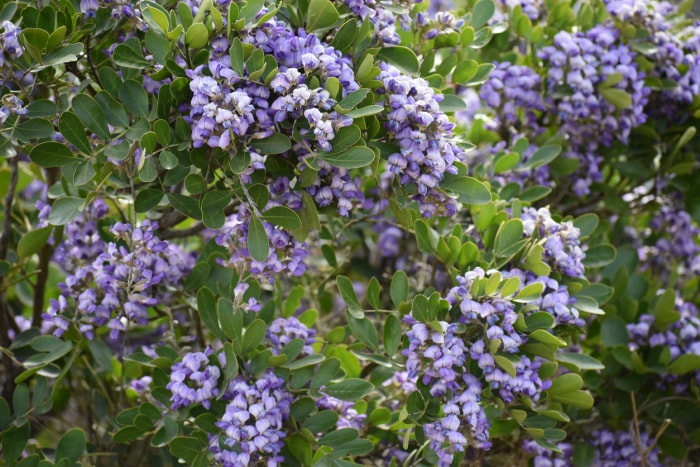 buisson avec des grappes de fleurs violettes de laurier de montagne du Texas