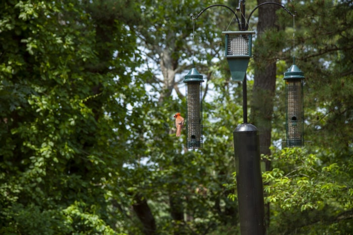 Comment attirer les oiseaux vers la mangeoire