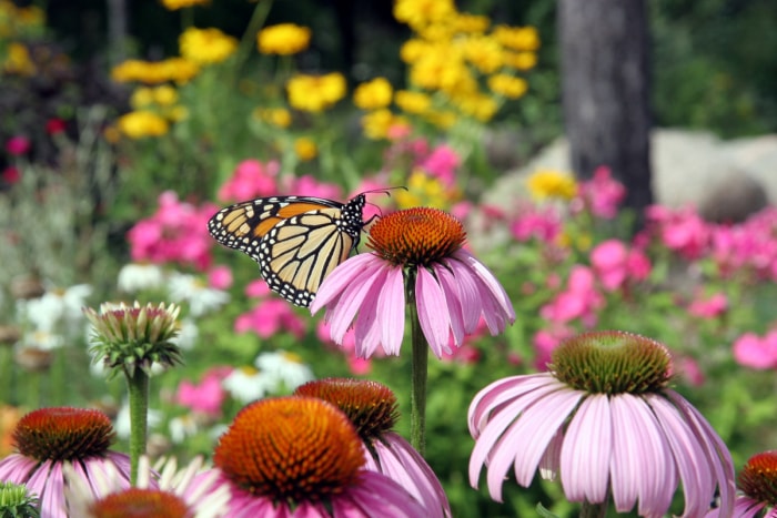 Papillon monarque sur une fleur de coneflower rose dans le jardin.