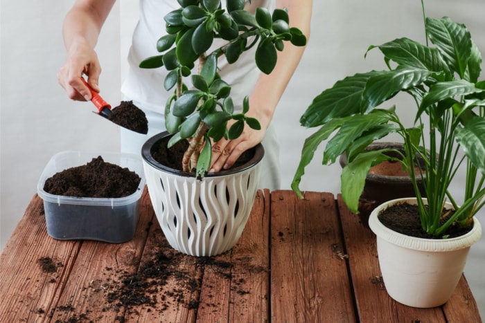 inspecter les plantes d'intérieur à la recherche de parasites