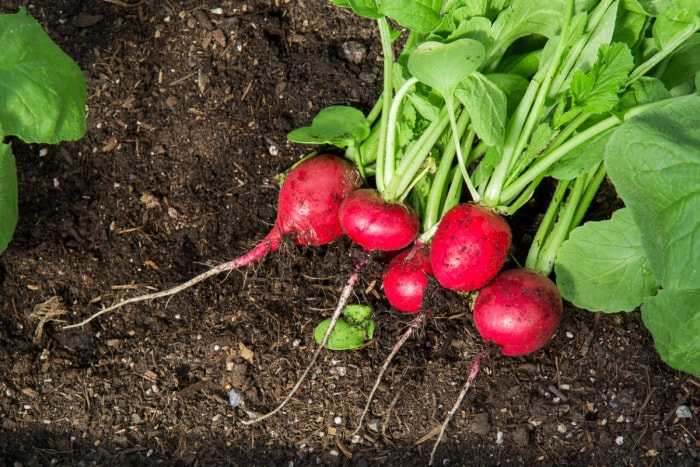 Radis rouges dans le jardin