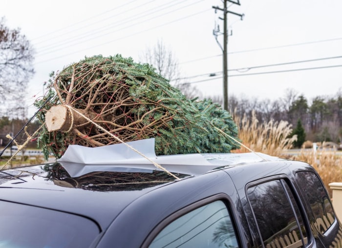 10 choses à savoir avant de couper votre propre sapin de Noël