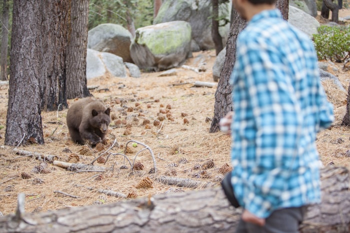 Homme de 27 ans, touriste, filmant un jeune ours noir sauvage dans la forêt du parc national de Yosemite. Californie, États-Unis, Amérique du Nord