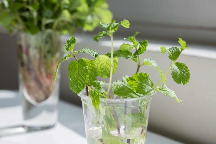 Plantez des plants de menthe dans des tasses d'eau.