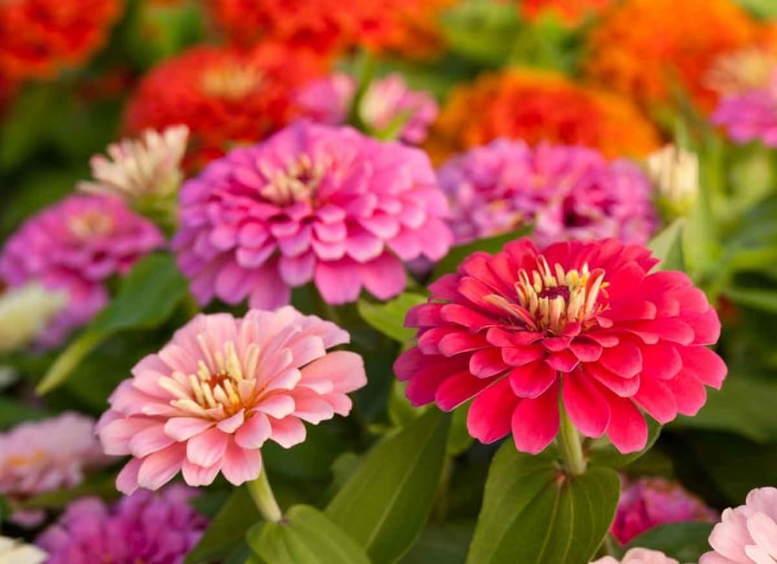 14 fleurs durables pour votre jardin