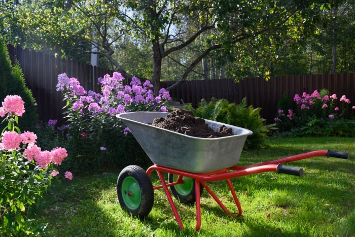 Une brouette remplie de compost frais à proximité de grands parterres de fleurs.